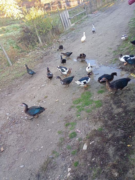 Rațe leșești tinere din luna mai