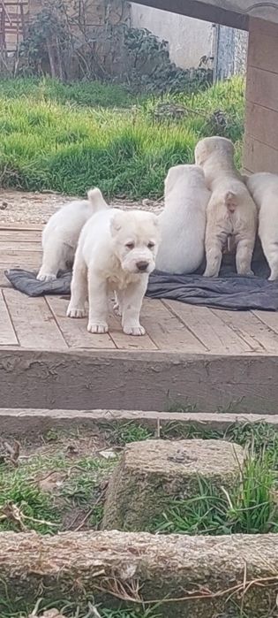 Алабайчета 1 мъжко и 2 женски свободни