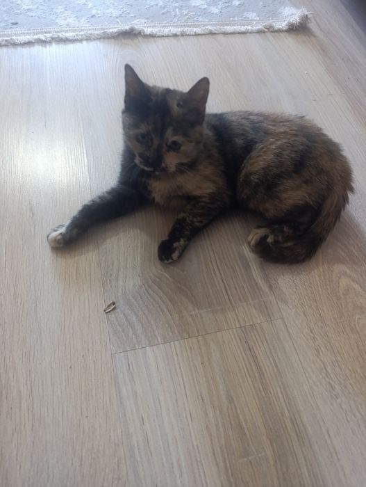 Марғау. тегін. Котенок бесплатно