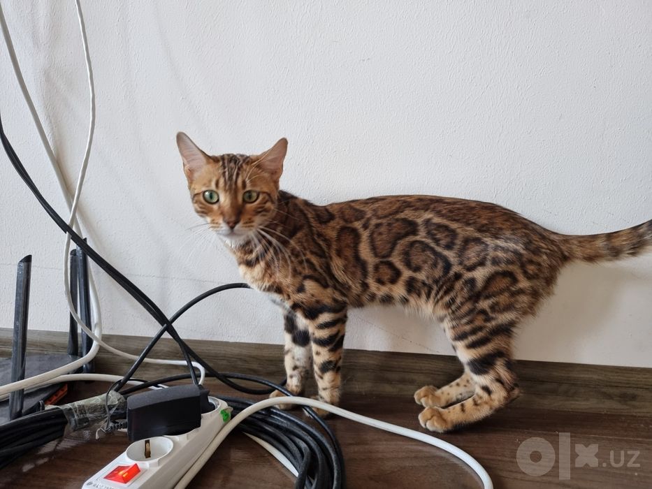 Бенгальский  кот чистокровный