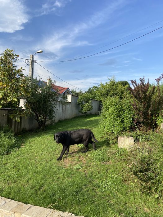 Femela cu pedigree si drept de monta