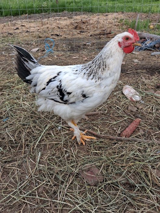 Vând Cocoși tineri