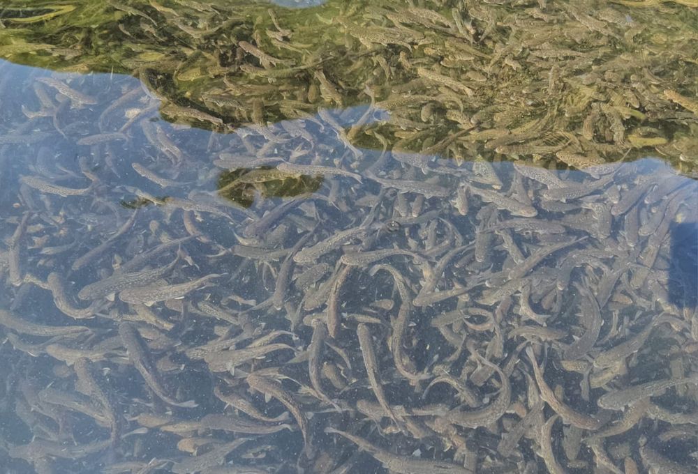 Vând puiet păstrăv fântânel