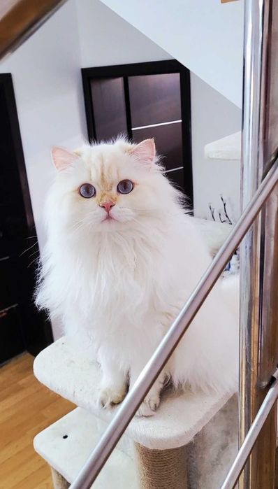 British Longhair baiat superb pedigree