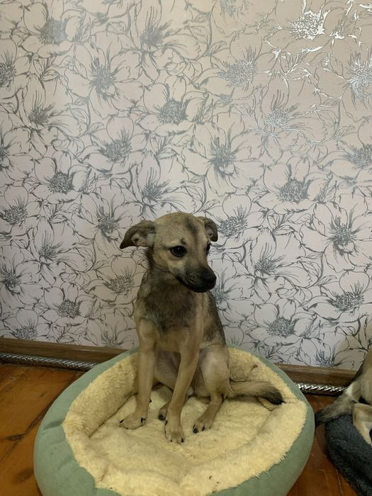 Отдам собак в хорошие руки