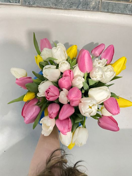 Цветы тюльпан красивые