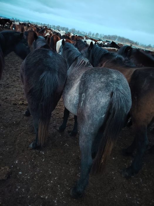 Байтал буаз 700 мың