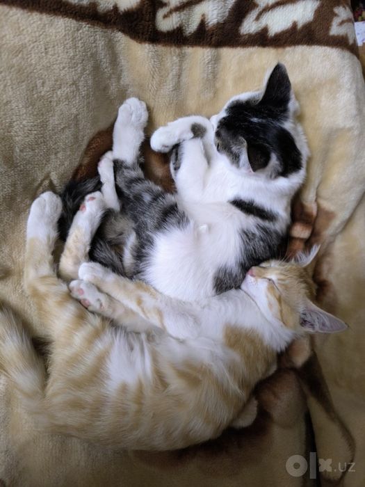 Отдаем котят в добрые руки