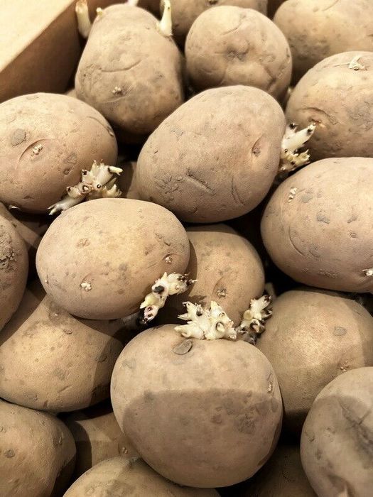 Продам семенной картофель