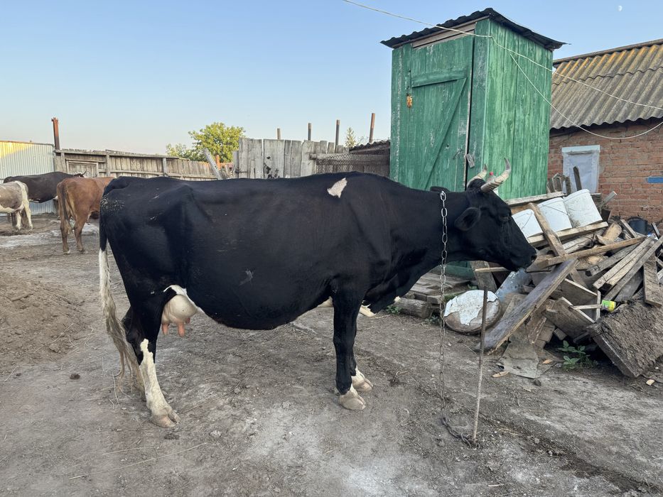 Продаётся дойная корова симментальской породы!