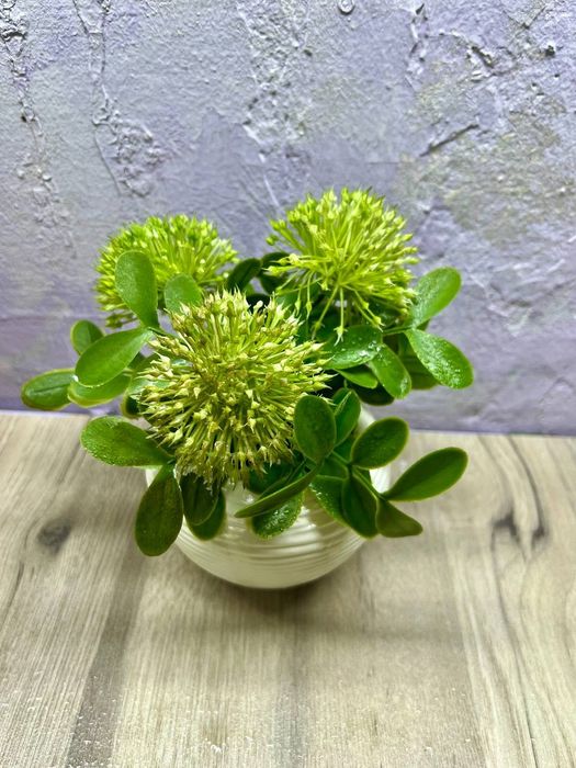 Интерьерные цветы