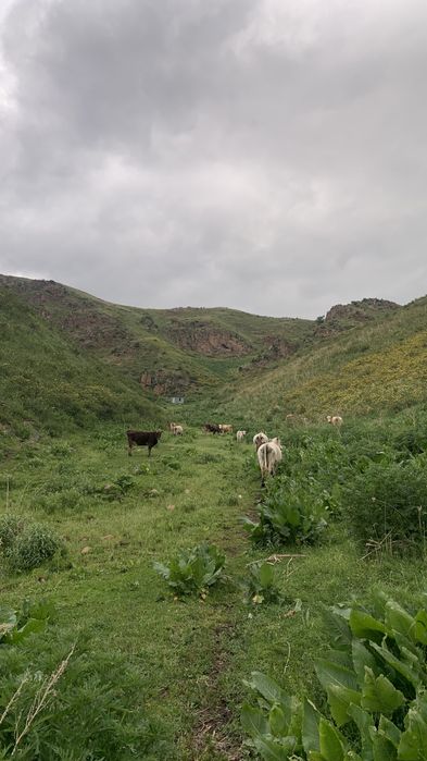 Участок 19,5 гектаров