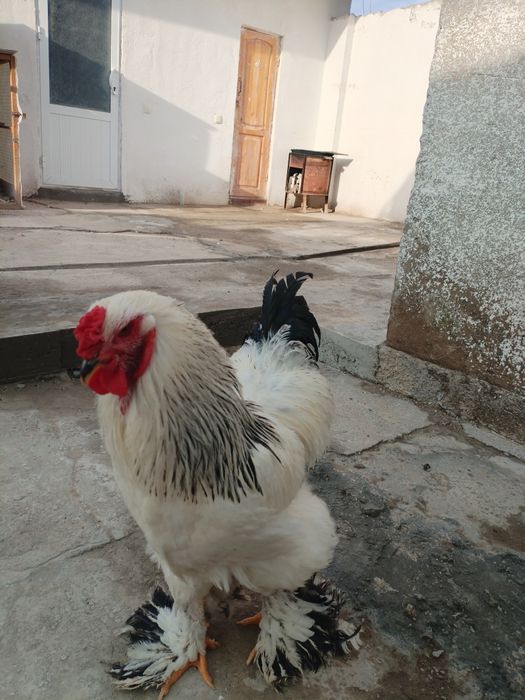 Brama xoroz sotiladi