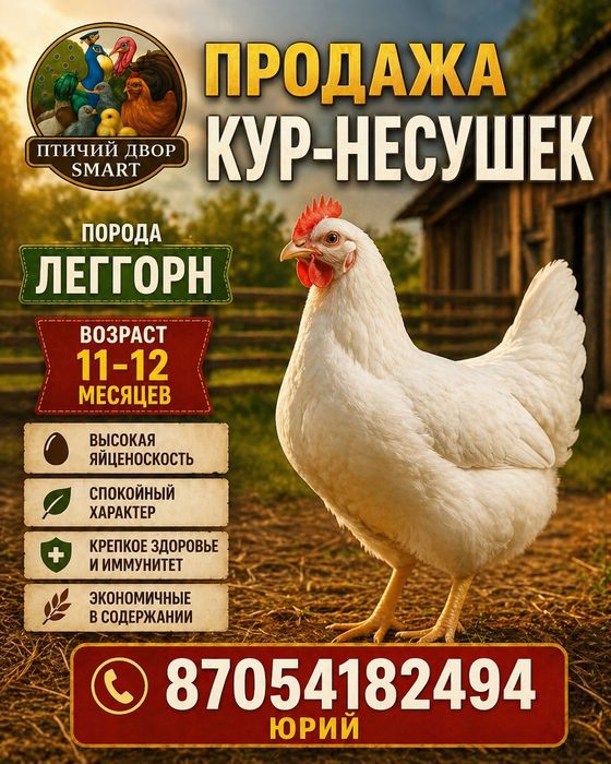 куры-несушки белые