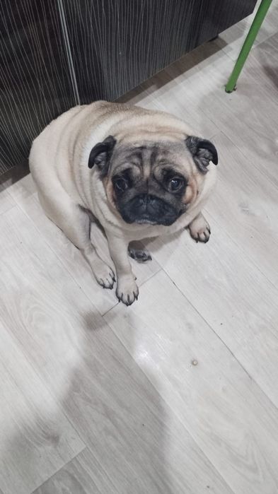 Срочно! Подарю Мопса!