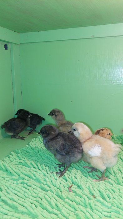 Циплята амераукана.