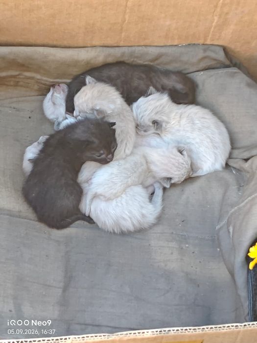 Отдам котят в добрые руки