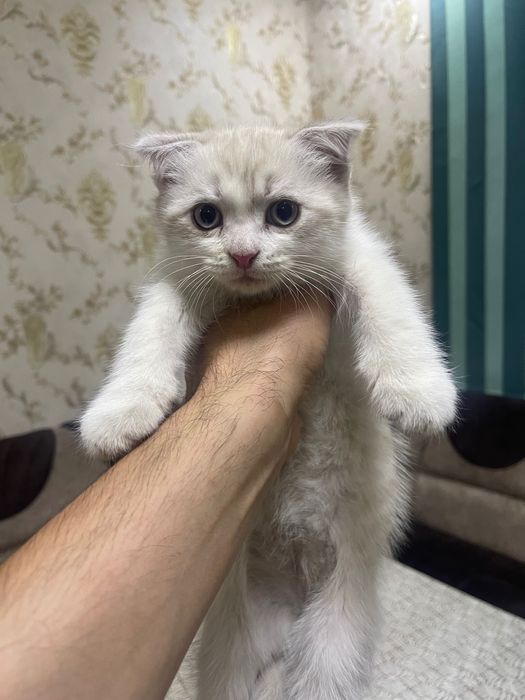 Продаются вислоухие котята, породы Skottish Fold.