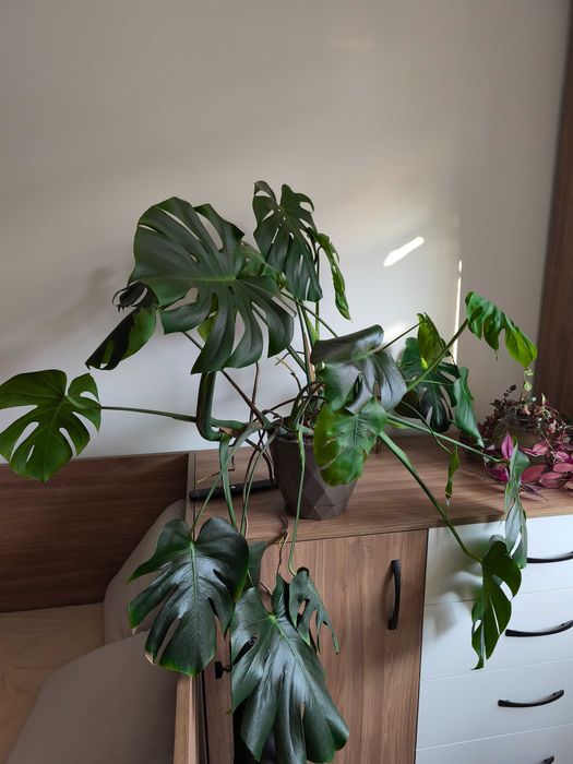 Филодендрон / монстера в саксия на 2 години