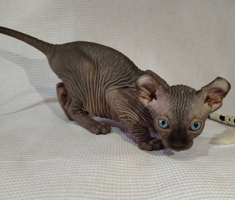 Котята эльф и бамбино