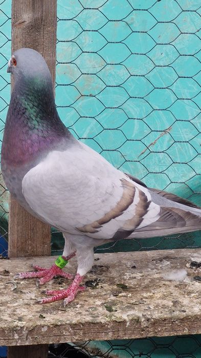 Porumbei culori rare detin mai multe exemplare pui si maturi!