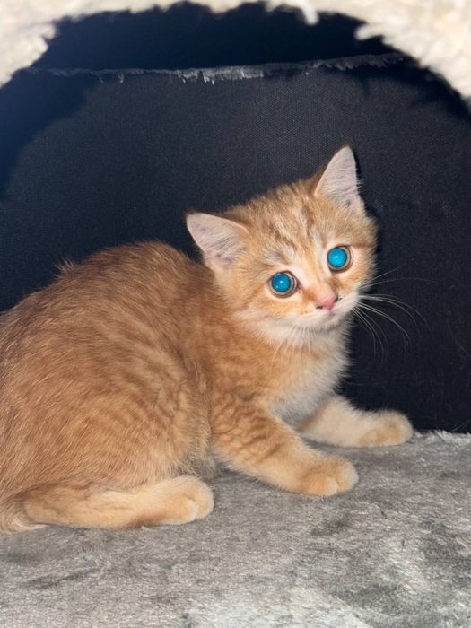 Mushukchalar sotiladi