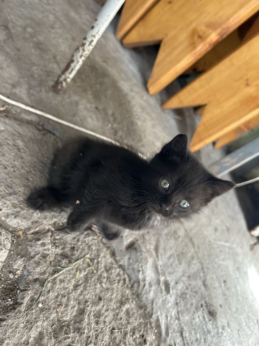 Отдам котят в хорошие руки