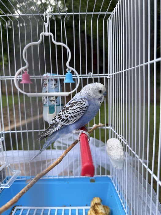 Попугай в красивом оттенке