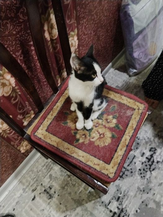отдам кота в хорошие ручки