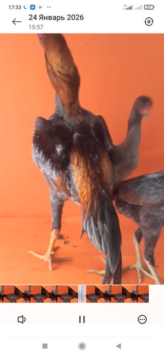 Дакан япон тухумлар бор