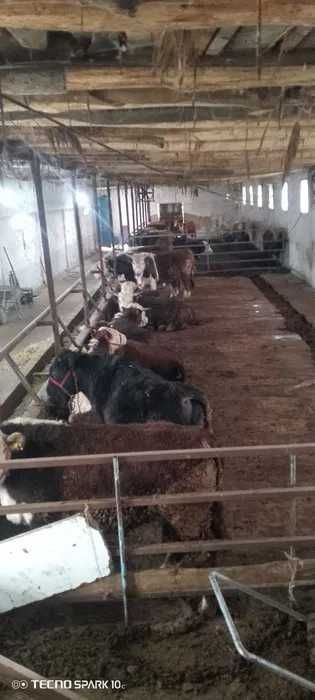 СРОЧНО Фоод сити якинида  25 сотихли ферма сотилади, Урта Чирчик, 0837