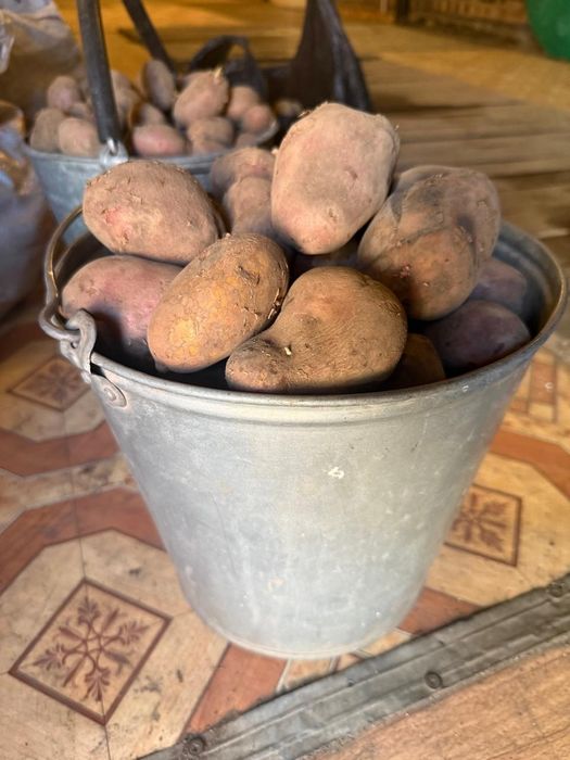 Картошка для посадки