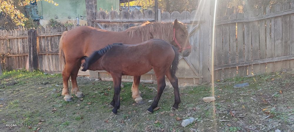 Vând iapa (7 ani)+mânz și iapa (2 ani)