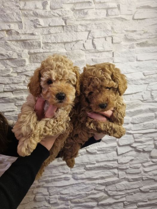 Той Пудел Мини Пудел