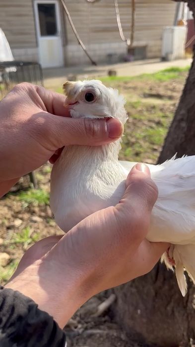 Кептер сатылады, голуби