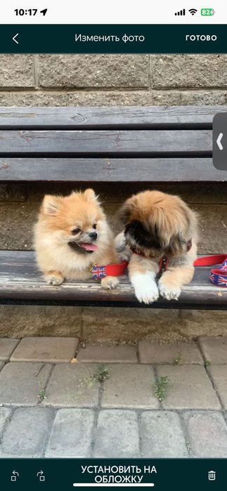 Передержка собачек за 3 тыс тг