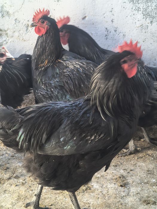 Vând cocoși Austrolop