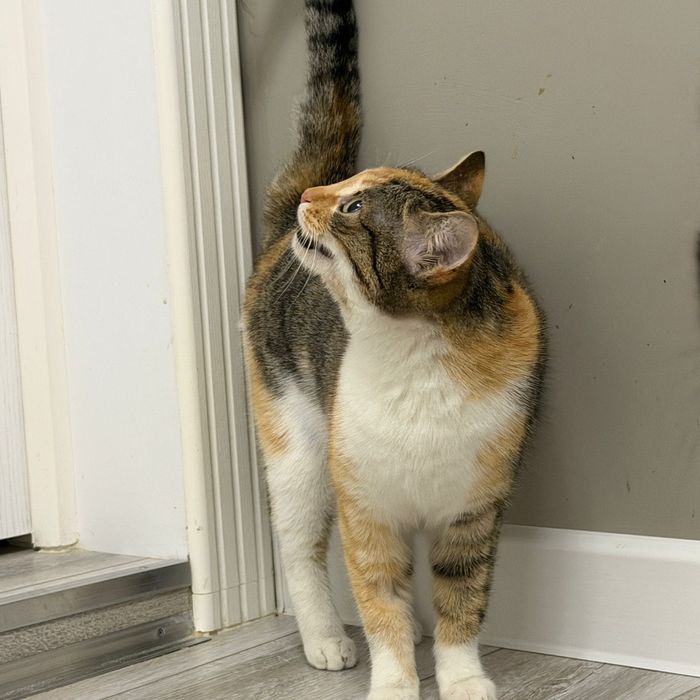 Шикарная кошечка Варя!