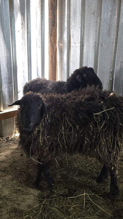 Қой кой тоқты токты