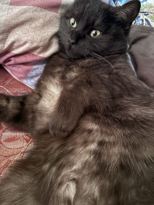 Котик в добрые руки