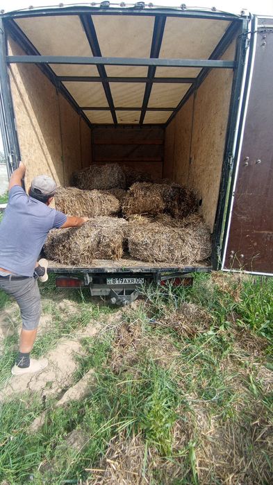 Бидай сабаны. Пшеничная салома