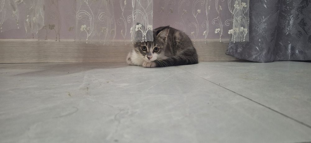 Котёнок девочка даром в добрые, ответственные руки