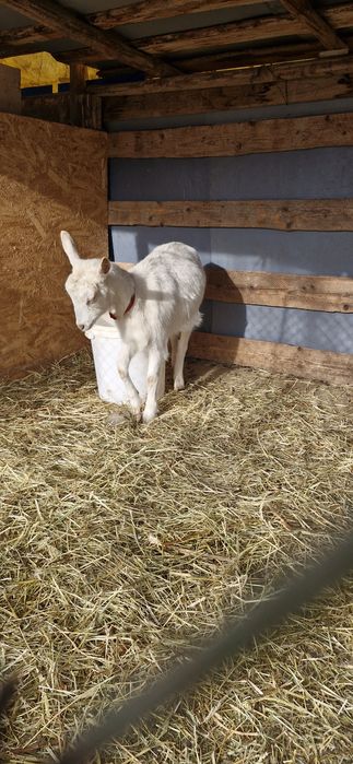 Saanen si un Țap corcitura de anglo nubian
