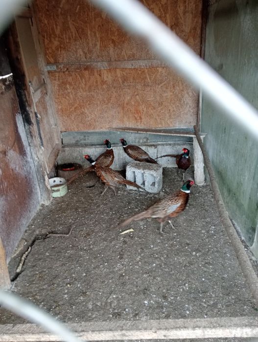 Vând păuni și fazani