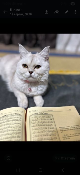Котёнок скотиш страйт