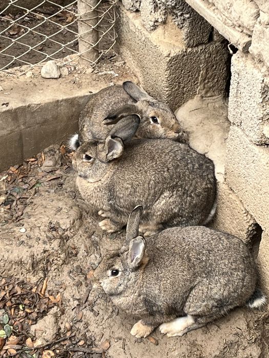 Кролик қоян девочки