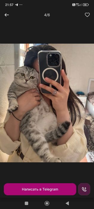 Скотиш страет зотли мушук сотилади