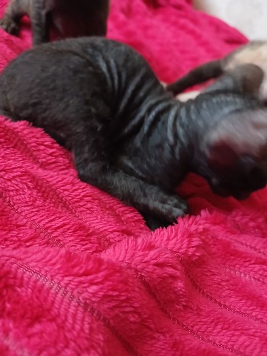 Продам котят сфинкс.  Браш.