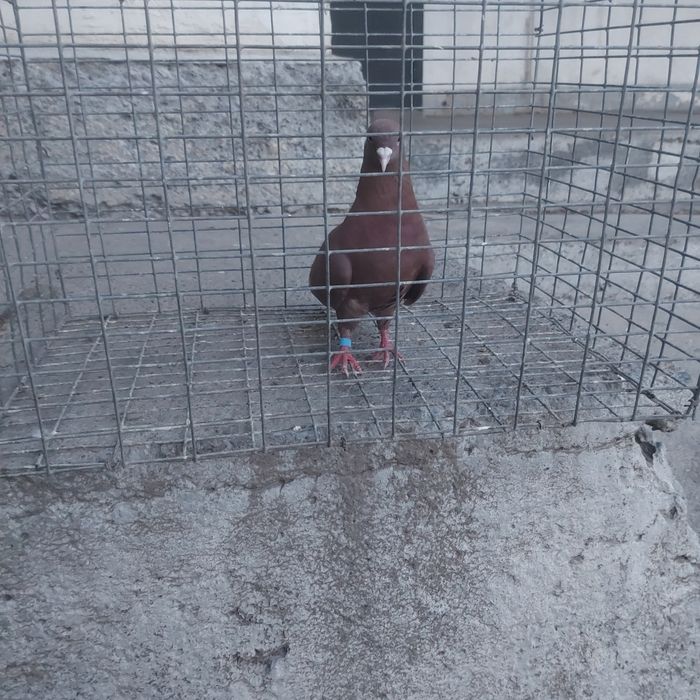 Красный самец лет с игрой