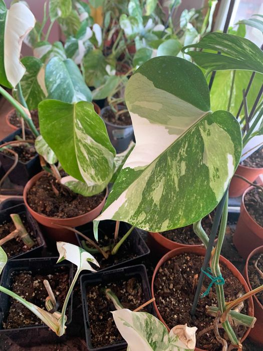 Vand  pui de flori din familia monstera de 3 - 6 luni